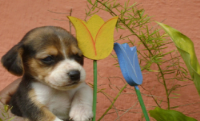 BEAGLE UM CACHORRINHO MUITO ESPERTO ARTEIRO E BRINCALHÃO